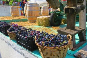 The-wine-route-by-bike-1