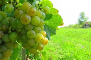 The-wine-route-by-bike-2-days-3