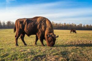 Zimbri buffalo