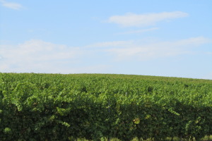 Vineyard Dealu Mare