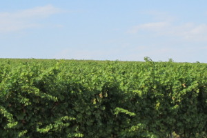 Vineyard Dealu Mare wine tasting