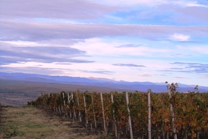 Vineyard wine road