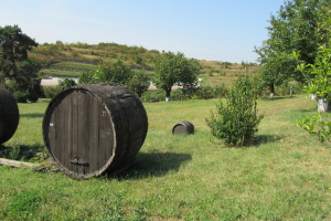 Wine tasting Dealu Mare