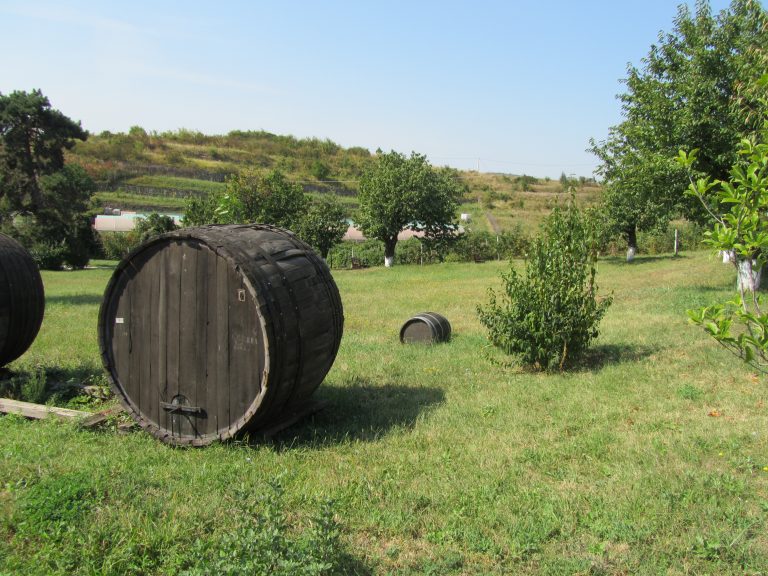 Wine tasting Dealu Mare