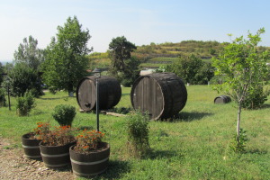 Winery Dealu Mare